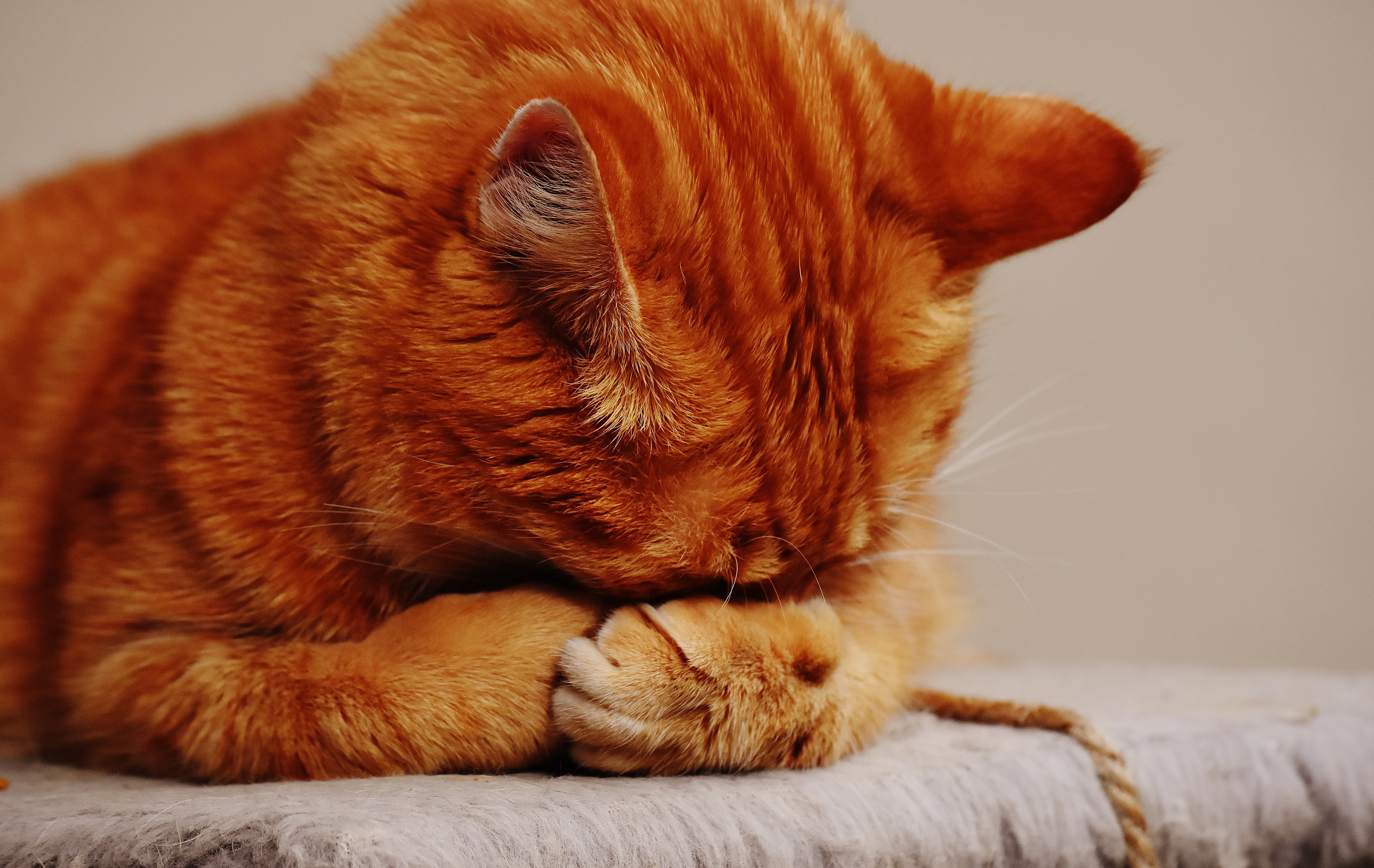 How Long Do Cats Mourn The Loss Of Another Cat